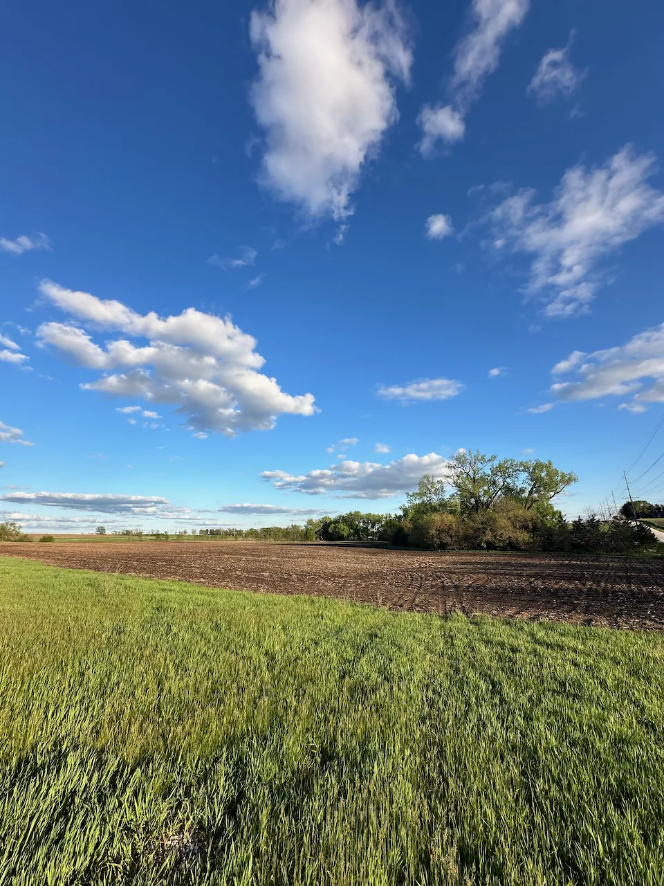 A sunny landscape with a grassy field, a plowed area, distant trees, and a bright blue sky filled with clouds.