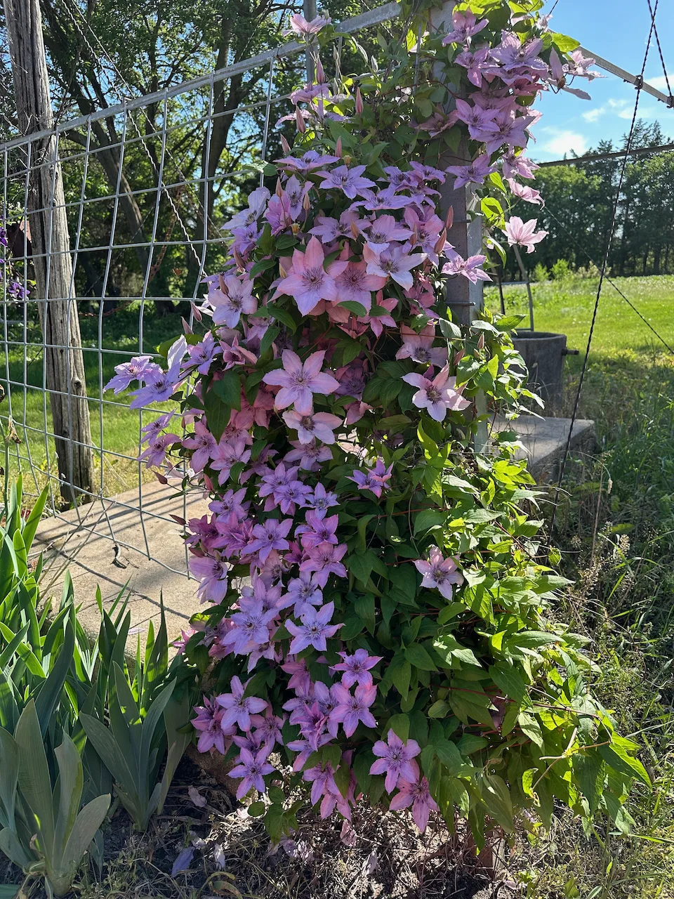 Vibrant purple flowers are climbing up a wire fence in a sunlit garden.