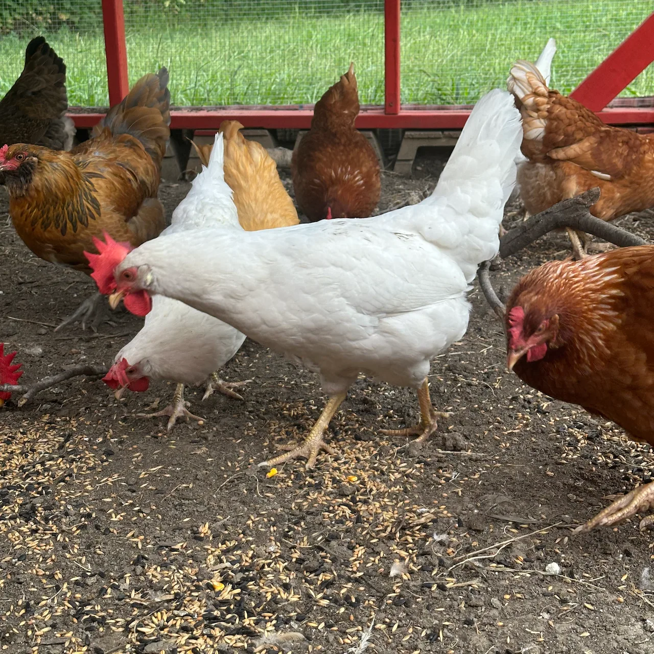 A group of chickens, including a prominent white one, are pecking on the ground inside a fenced area.