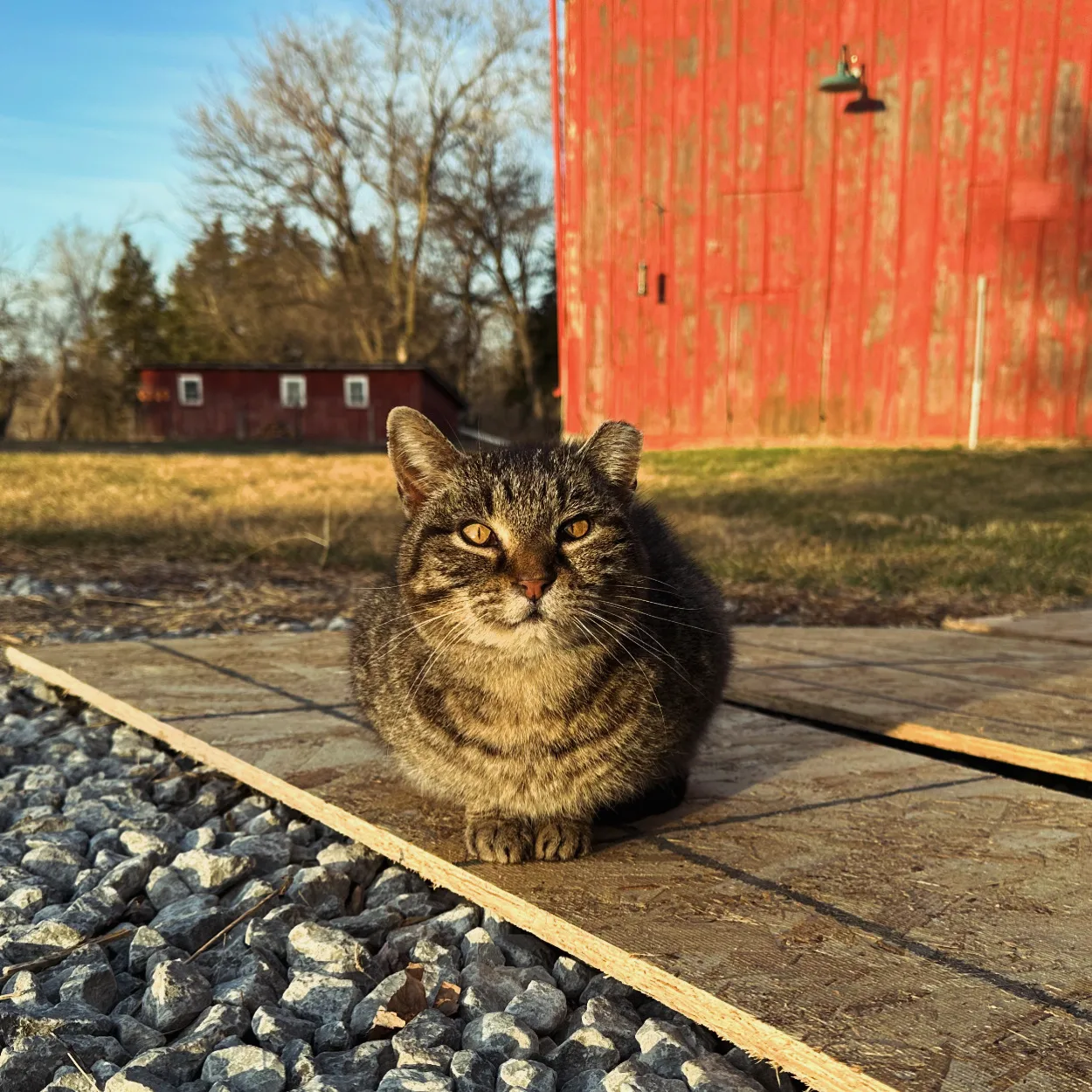A tabby cat sits on wooden planks in front of a red barn with trees in the background.