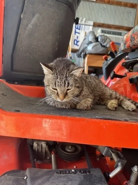 A cat is lounging comfortably on the seat of a red tractor.